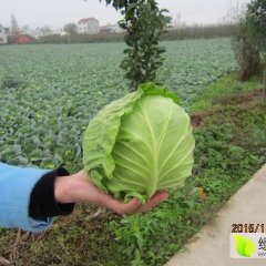 湖北钟祥旺旺甘蓝绿色无公害