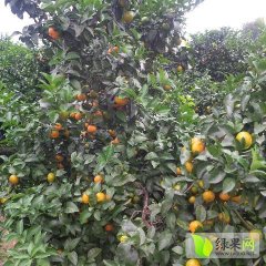永福堡里侯女士11月沙糖桔