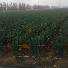 平度大葱欢迎合作,蓼兰何夕军诚信合作