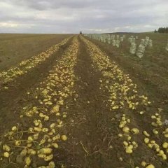 牙克石免渡安女士10月荷兰七号土豆