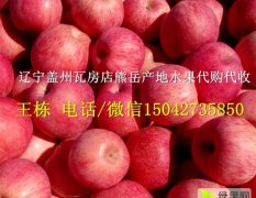 辽宁盖州红富士苹果营养丰富
