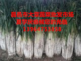 昌邑百亩长白大葱现已大量上市