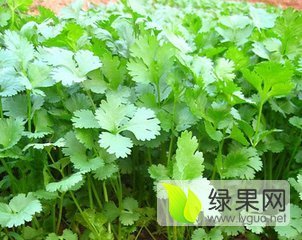 2015年山东泗水大小叶香菜价格