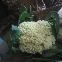 新野城郊李军伟11月有机花菜菜花