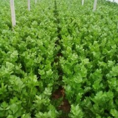 2015曹县芹菜今年价格有看点