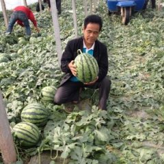 锦王，甜西瓜种子大兴种业李文德诚信合作