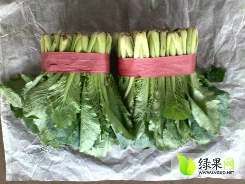 2016年河北永年小白菜价格