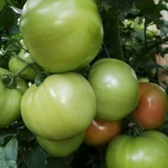 宜良总山李富1月以色列西红柿