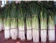 滕州大坞刘然9月长白大葱