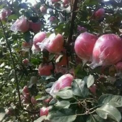 山西临猗红富士苹果火热上市