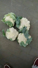 新野绿强蔬菜专业合作社“白马王子”菜花大量