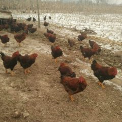 辽宁黑山公鸡香甜可口