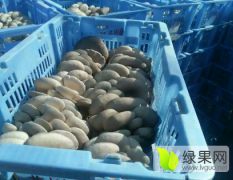 聊城北城蘑菇基地大量供应