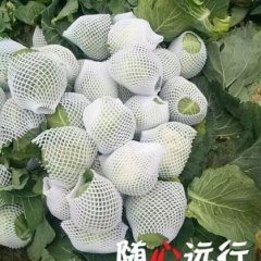 钟祥甘蓝火爆招商中钟祥贾先生诚信合作