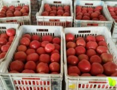 沂南县辛集镇11月供应硬粉西红柿