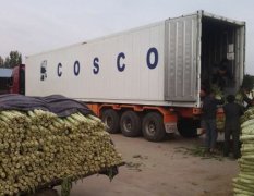沂南莴苣质量上乖10吨20吨的客商来收购