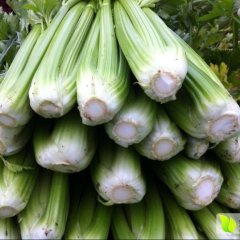 什邡回澜樊先生11月美国西芹芹菜