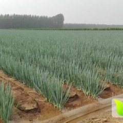 山东安丘铁杆大葱是名优特产