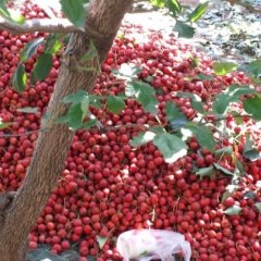 供应正宗山东临沂大五棱山楂树苗接穗大五棱成