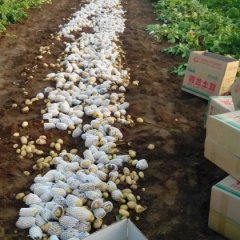 滕州土豆口感爽口,滕州世权诚信合作