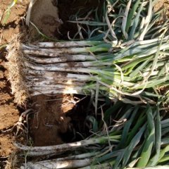 滕州滕州世权11月铁杆大葱