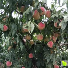 云南冬桃上市！