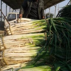 青州长白大葱上市,东夏杨磊诚信合作