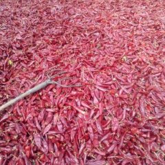 山西忻府北京红辣椒质量上乘