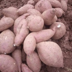 四川雁江徐薯19红薯质量上乘