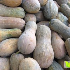 2015大丰南瓜再不来就没机会了！