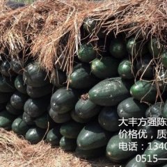 大丰方强陈龙柱9月子弹头黑皮冬瓜