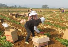 2015年山东滕州荷兰十五价格