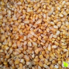 鄂托克前旗玉米逐渐升温敖镇石有泉诚信合作