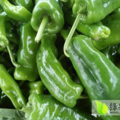 安徽砀山301辣椒价格适宜