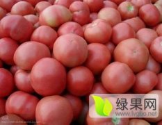 2015宁阳西红柿收购工作全面开展