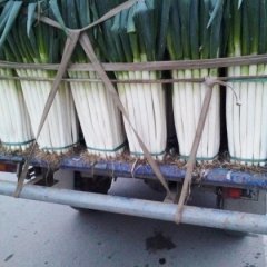 山东胶州铁杆大葱品质优良