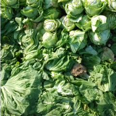 广东汕头腌制厂求购包心芥菜叶