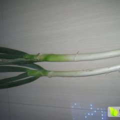 滕州姜屯刘琦11月铁杆大葱