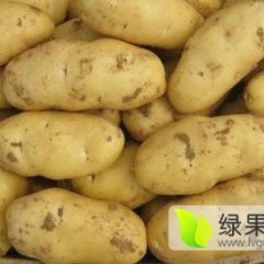 2015滕州土豆值得出手