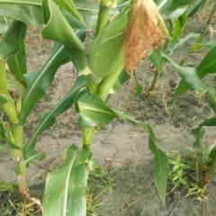 杭州玉米逐渐升温,杭州周东平诚信合作