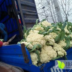 安徽砀山雪玉菜花聚焦市场