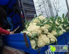 安徽砀山雪玉菜花聚焦市场