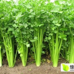 山东金乡法国皇后芹菜