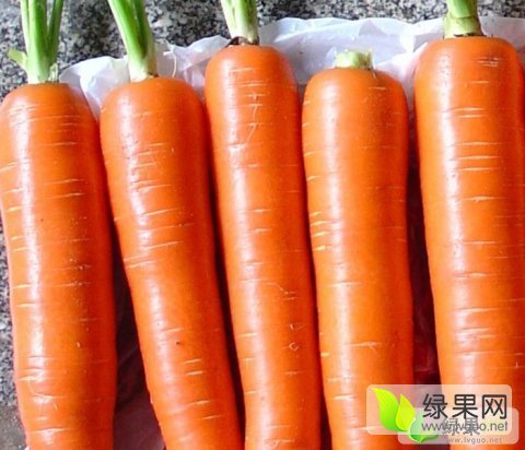 2015年河南开封三红罗卜价格