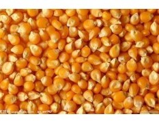 益阳农望饲料厂收大量玉米