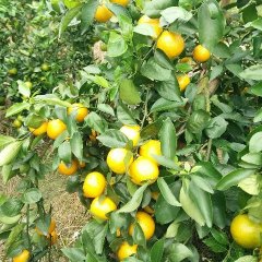 永福永福李连发11月皇帝柑柑橘