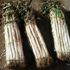 昌邑大章鹿金勇11月长白大葱