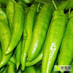 田阳辣椒聚焦市场,广西陆桂诚信合作