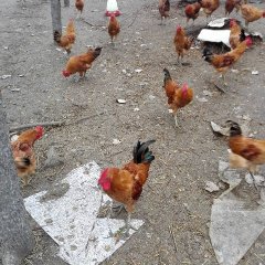 东海鸡品质优良,曲阳胡永雷诚信合作