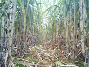 2015仙桃甘蔗大量出售价格面议